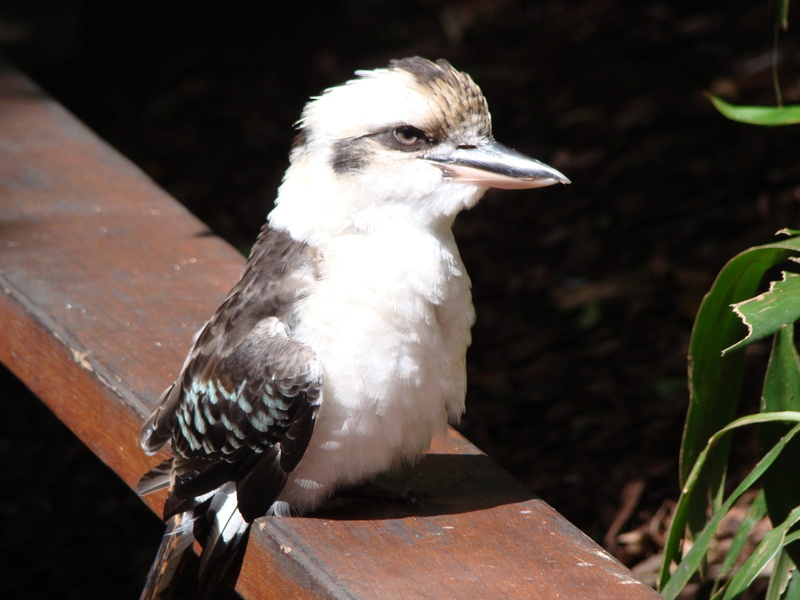 animal, nature, sunlight, qld, animals in the wild, looking away, close-up, animal themes, one animal, australia, kookaburra, nation, paradise, queensland