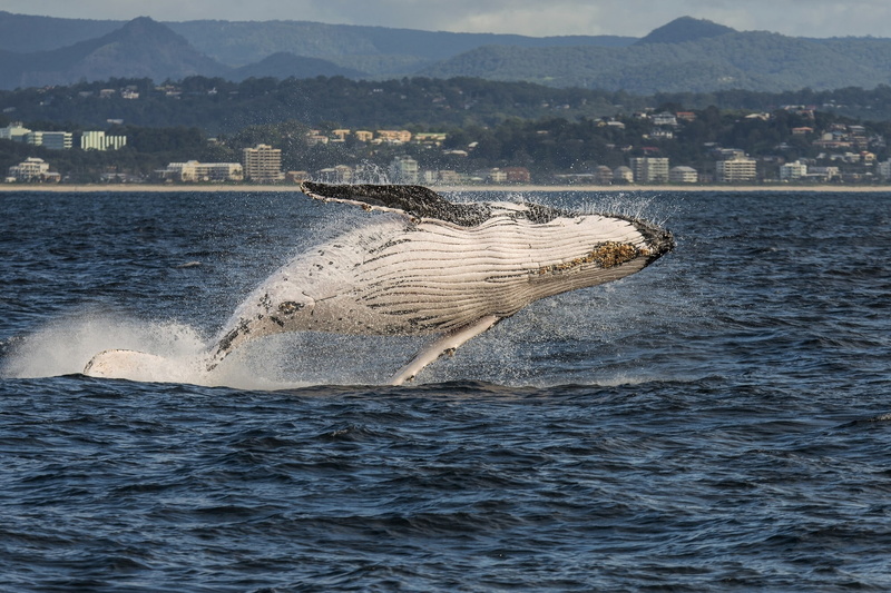 Coral Sea, Queensland, coast, 1080P, the city, humpback whale, sea, kit, Gold Coast, The coral sea, QLD, Australia