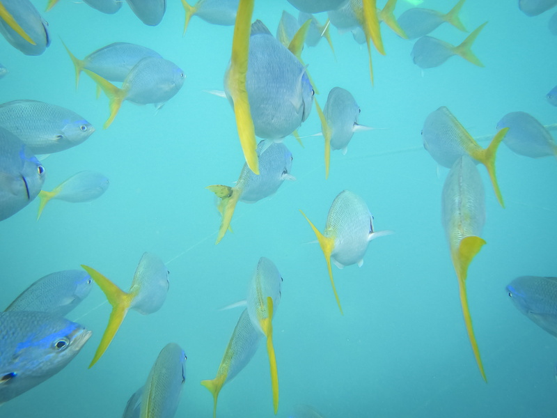 fish, angelfish, outdoors, group of animals, bogie qld 4805, sea, bogie, amphiprion, reef, 4K, surgeonfish, great barrier reef, nature, aquatic, underwater