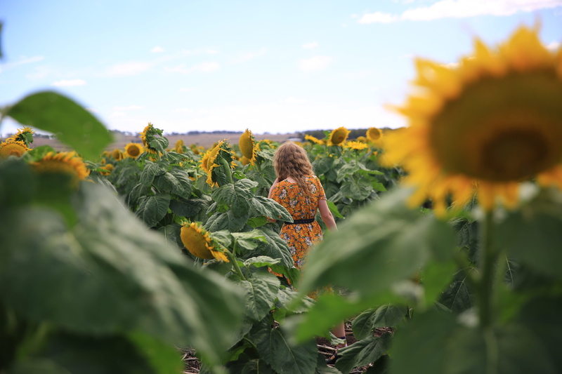 indie girl, curlyhair, allora, beauty in nature, outdoors, nature, selective focus, landscape, growth, yellow, plant, green, girl, qld, field, hipster girl