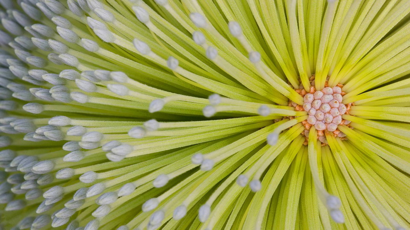 Australia, Fraser island, Hoi, 1080P, QLD, banksia, flower