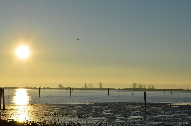 pacific northwest, sky, nature, waterfront, beach sunset, bird, sea, flying, vertebrate, tranquility, bay, animal themes, sunlight, lens flare, outdoors