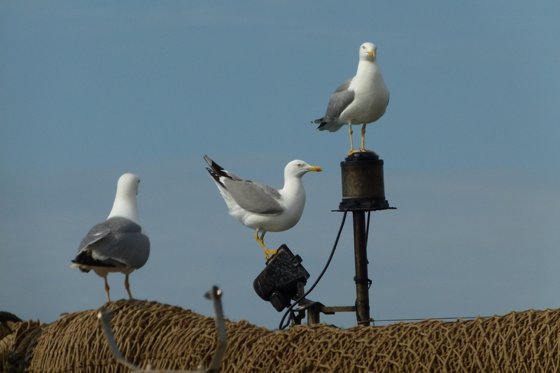 nature, port, two animals, animal family, animal, sky, mallorca, animal wildlife, gulls, blue, no people, vertebrate, seagull, mediterranean, perching