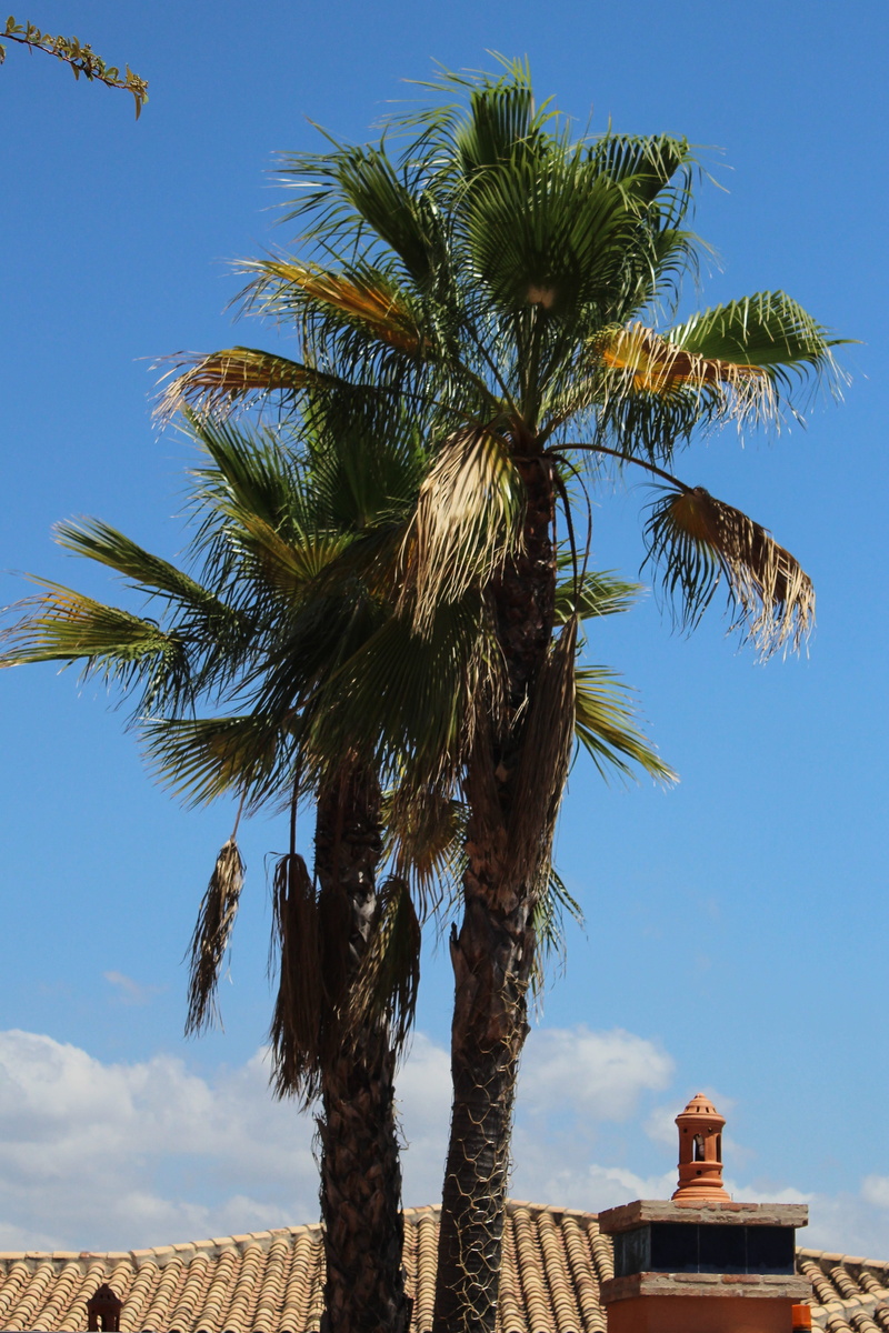 marina, palm leaf, tourism, island, sea, outdoors, landmark, majorca, shore, vacation, blue, spanish, built structure, transportation, clear sky, holiday