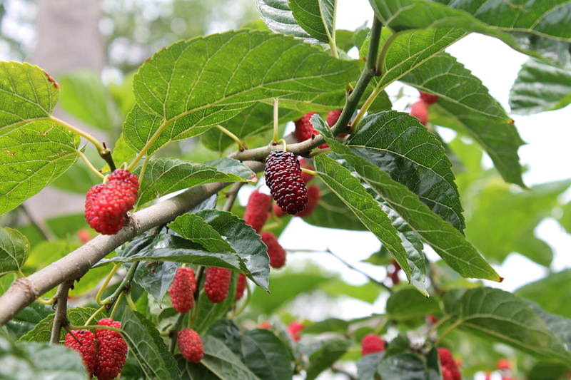 day, food, sweet Food, close-up, berry Fruit, tree, food And Drink, branch, wellbeing, no people, lychee, mulberry red, organic, green Color, summer, ripe