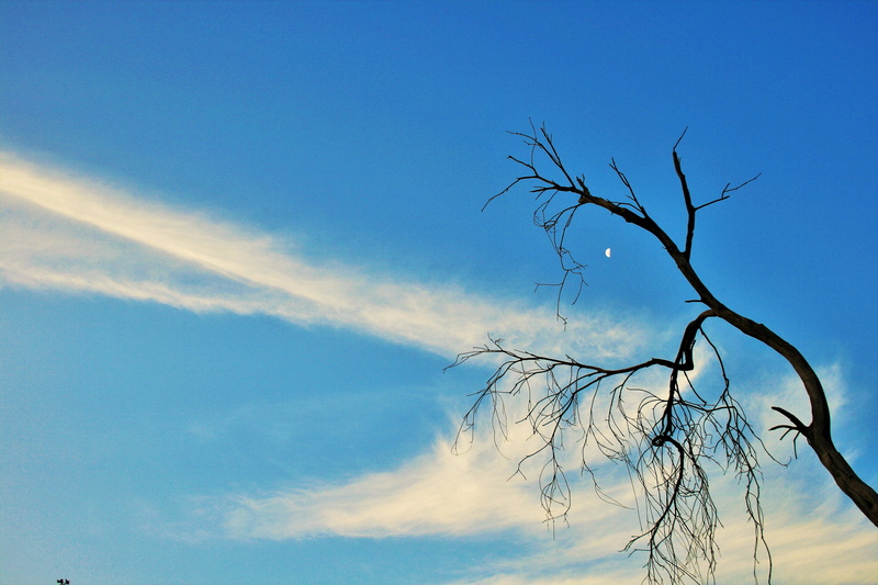 beauty in nature, moon, day, dead, twigs, blue, 4K, outdoors, branch, plant, landscape, cloud, no people, bare tree, wispy, streaky, dry branch, silhouette