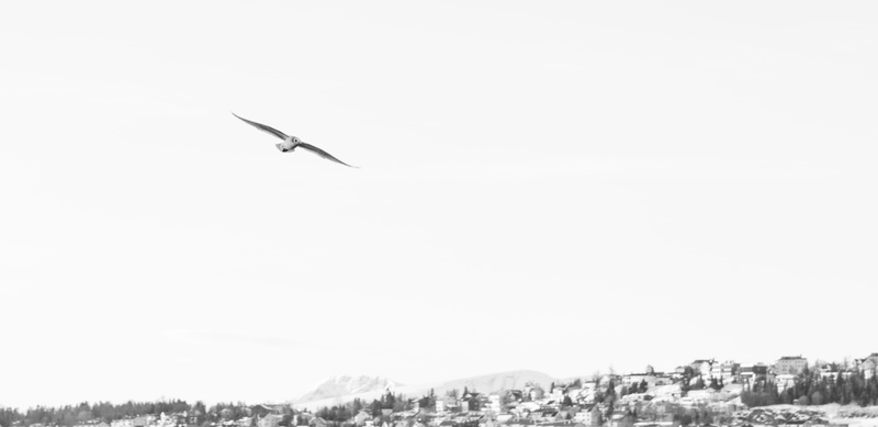 motion, animals in the wild, norway, one animal, bird, building exterior, black and white, animal, tomasjordnes 153, cityscape, seagull, noir et blanc