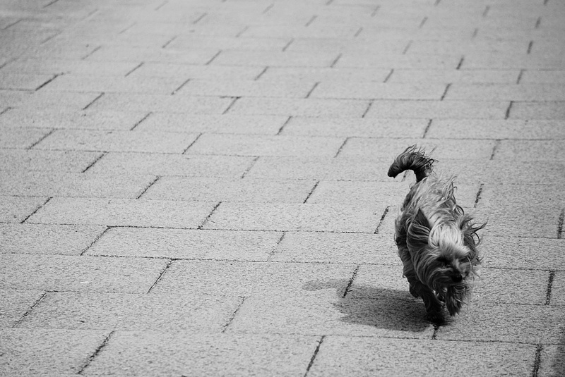 dog, pets, animal themes, animal wildlife, one animal, bird, paving stone, animal, mammal, canin, yorkshire, noir et blanc, sidewalk, full length, footpath
