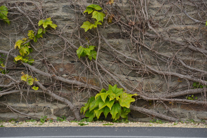 leaf, water, lierre grimpant, feuilles, mur, close-up, plant part, ivy, day, land, ville, botanique, field, green color, nature, beauty in nature, forest