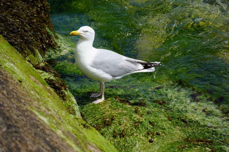 no people, 4K, vertebrate, animal, rock, animal wildlife, seagull, outdoors, high angle view, ornithologie, goland, animal themes, perching, nature, day
