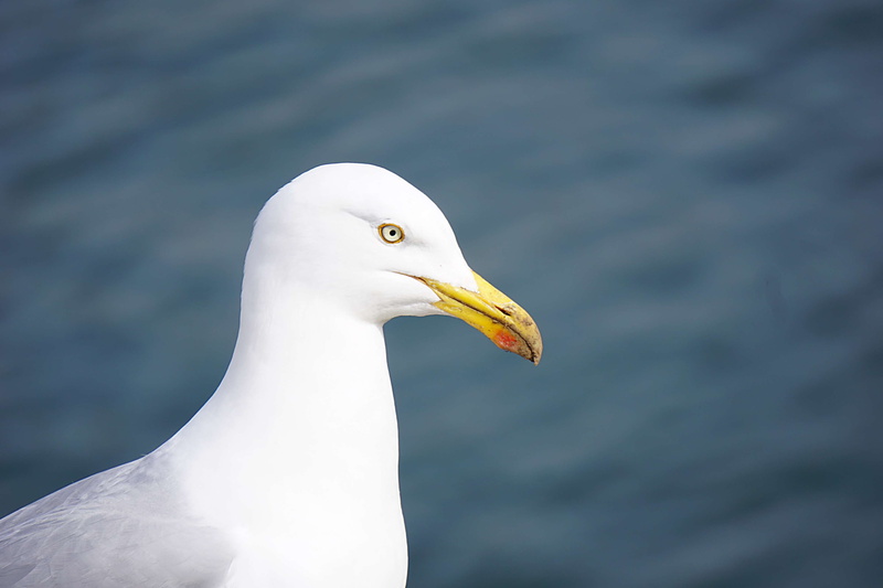 oiseau, animal wildlife, beak, bird, one animal, nature, vertebrate, animals in the wild, water, focus on foreground, animal themes, white color, profile view
