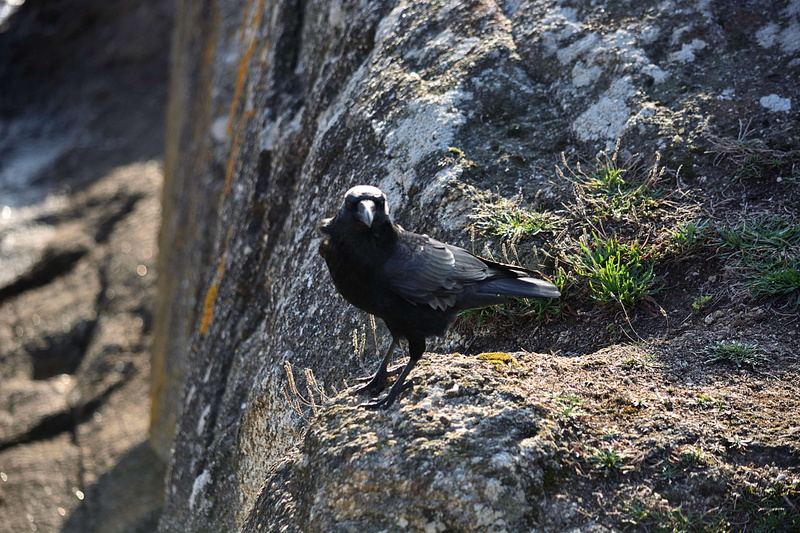 4K, zoology, oiseau, solid, animal themes, nature, one animal, perching, outdoors, la nature, day, faune, plumage noir, animals in the wild, no people