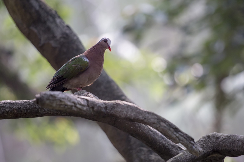 plant, one animal, animal, perched, branch, close-up, rainforest, vertebrate, animals in the wild, tree, outdoors, 4K, photography, animal wildlife, focus on foreground