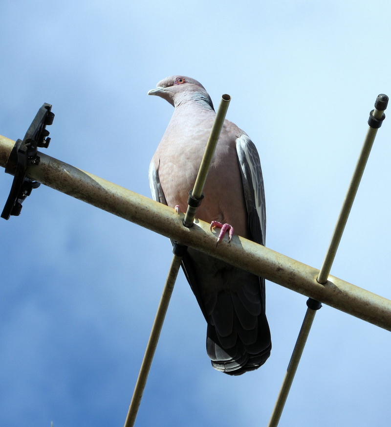 day, sky, vertebrate, clear sky, one animal, dove - bird, perching, full length, City, metal, animal, animal wildlife, outdoors, Nature, no people, animals in the wild