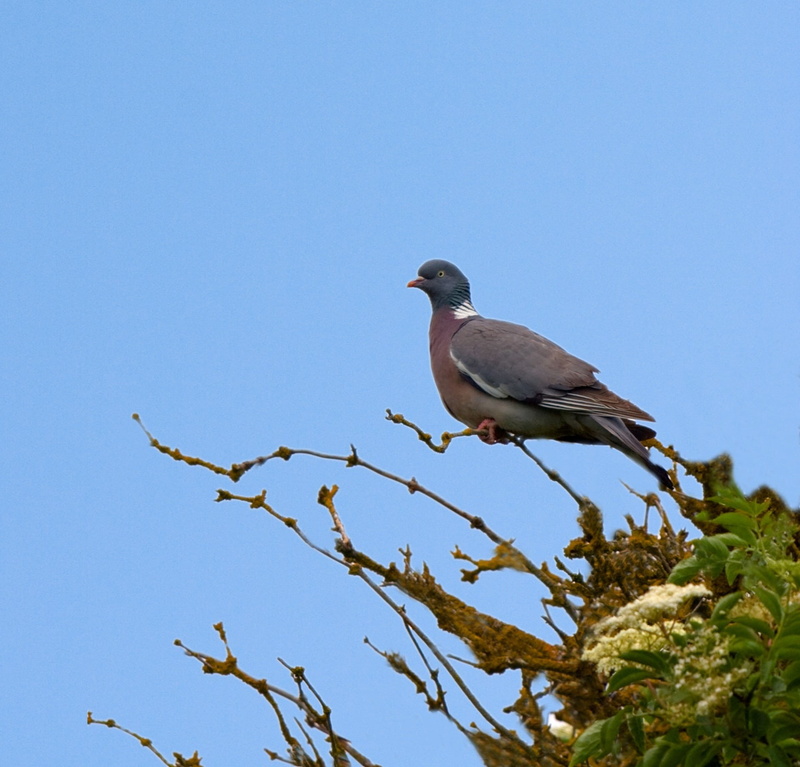 close-up, no people, image, bird, perching, blue, copy space, mourning dove, roosting, beautiful, animal wildlife, pigeon, blue sky, one animal, tree top