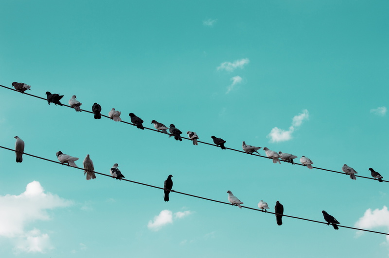 rest, power supply, cloud - sky, 5K, wings, day, animal, wild, flock of birds, silhouette, perching, birds, low angle view, animals in the wild, nature