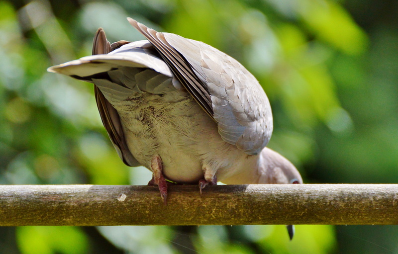 focus on foreground, foraging, animal wildlife, City Pigeon, perching, plant, tree, poultry, animal, vertebrate, Bird, railing, City, day, nature, outdoors