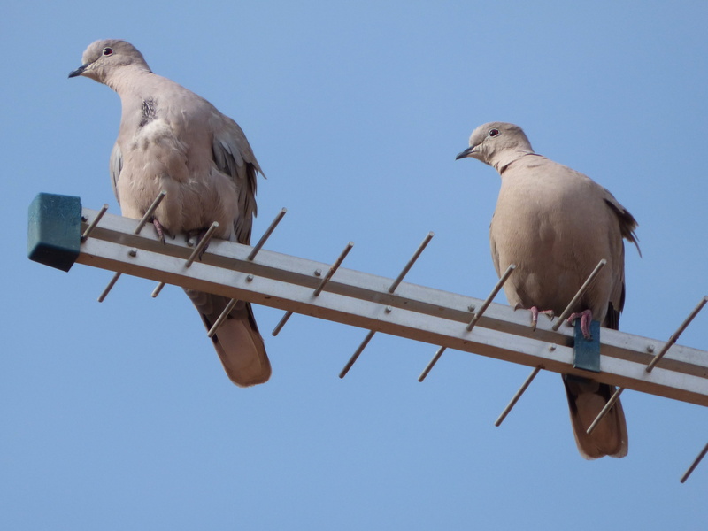 perching, Turtledoves, sky, animals in the wild, clear sky, animal family, 2K, bird, day, pigeon, outdoors, Birds, gesture, two animals, animal, Pose