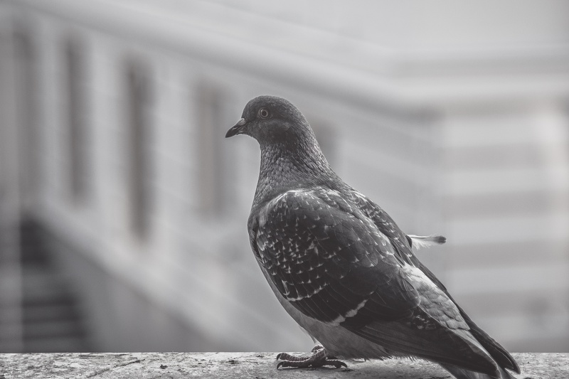 perched, nature, dove - bird, animal, balcony, pigeon, focus on foreground, side view, perching, outdoors, looking away, wings, animal themes, vertebrate