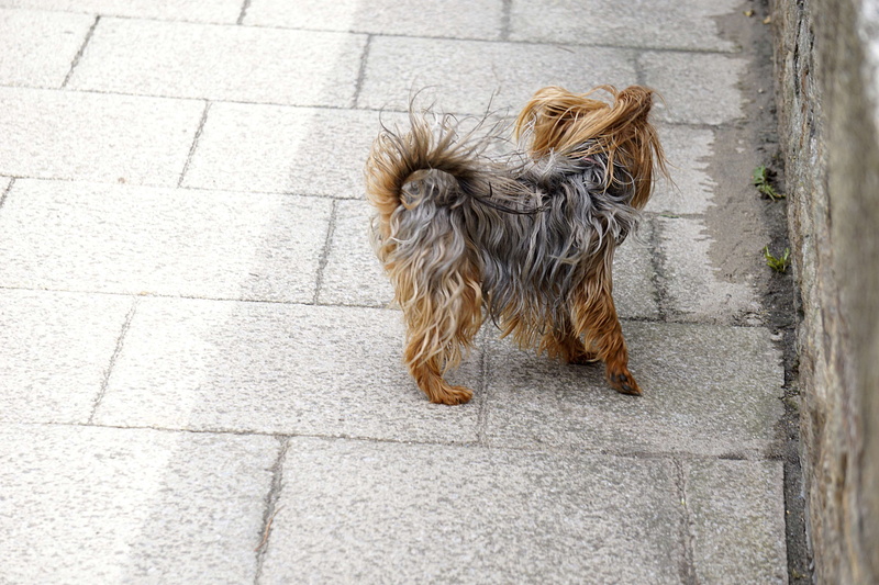 vertebrate, animal de compagnie, 4K, domestic animals, animal hair, animalier, mammal, canine, high angle view, poils, ville, small, no people, chien