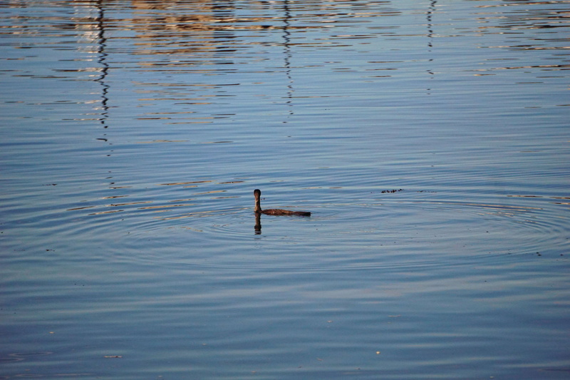 eau, floating on water, blue, day, rippled, animaux sauvages, cormoran, 4K, animal themes, lake, waterfront, metal, animal wildlife, outdoors, wood - material