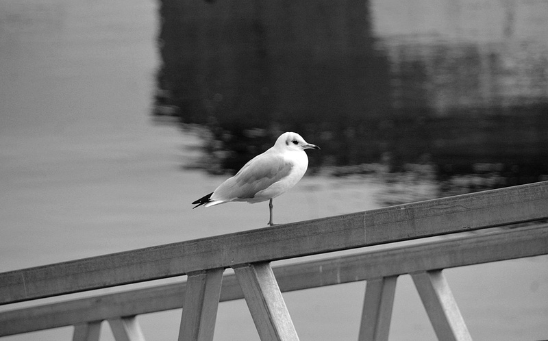 day, animal themes, oiseau, railing, seagull, wood - material, no people, mouette rieuse, water, animal, animal wildlife, mouette, la nature, lake, 4K