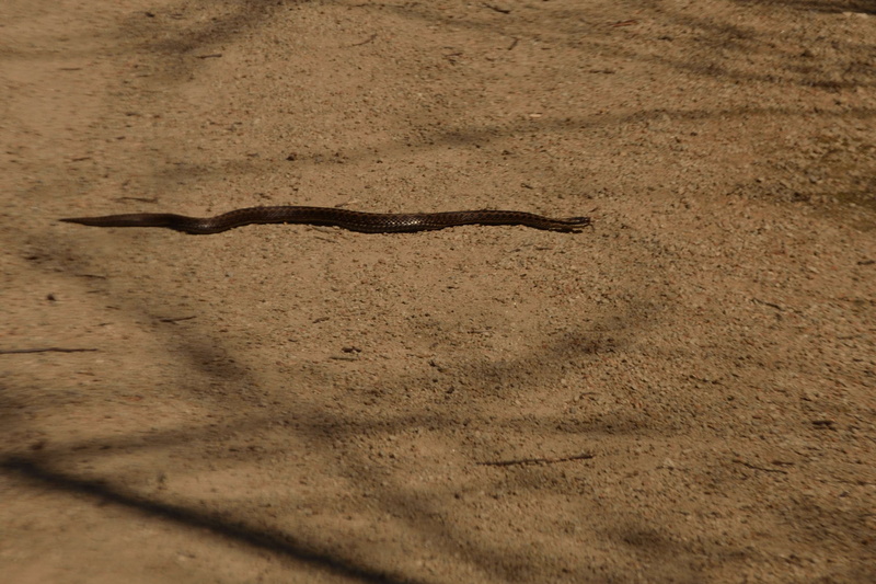 sand, desert, no people, animalier, full length, animaux sauvages, day, animal rampant, arid climate, land, animal wildlife, animal themes, poisonous, high angle view