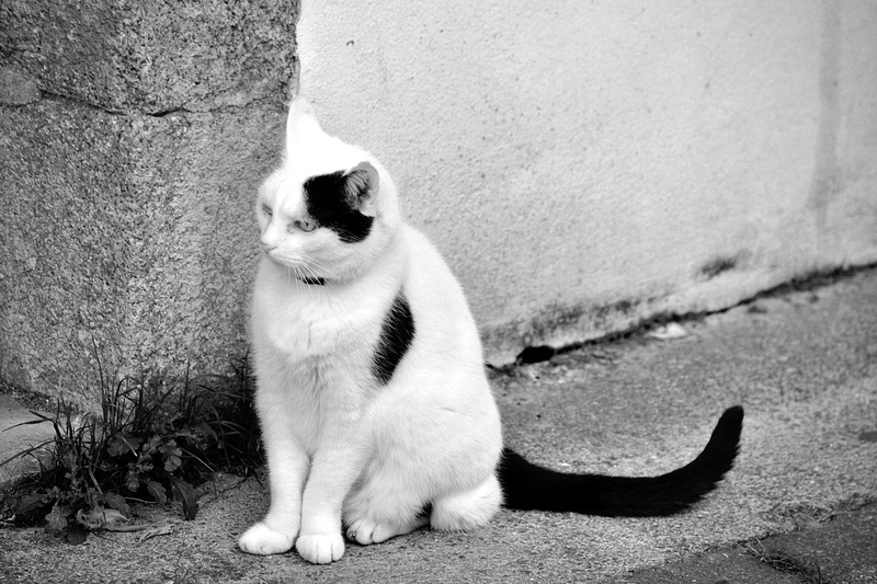 4K, nature, looking, feline, day, full length, animal domestique, wall - building feature, domestic cat, bavarder, domestic animals, vertebrate, no people
