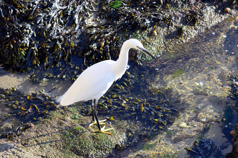 ornithologie, 4K, bird, animal themes, animalier, animal, nature, oiseau blanc, egret, no people, faune, high angle view, great egret, animal wildlife