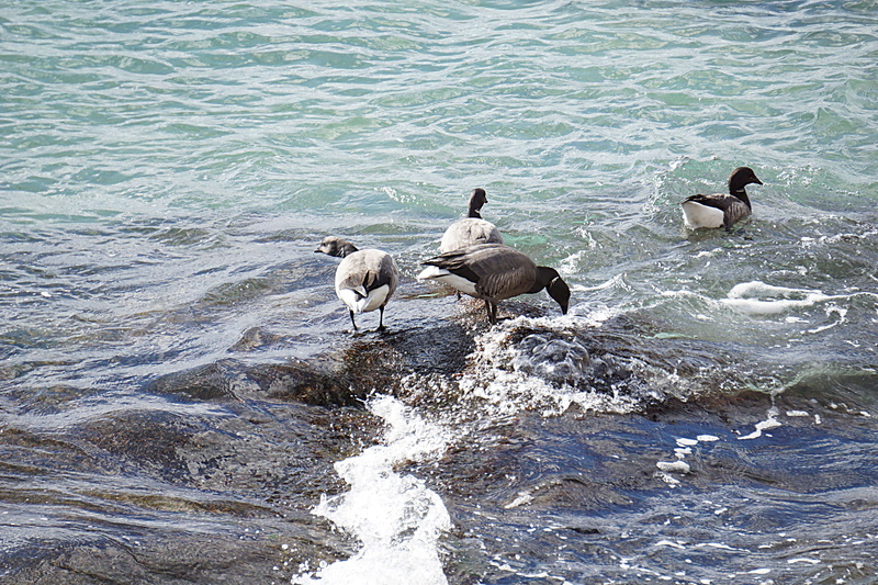 nature, sauvage, animaux, water, animals in the wild, animal wildlife, canards, day, bird, sea, waterfront, animal themes, beach, rock, no people, 4K