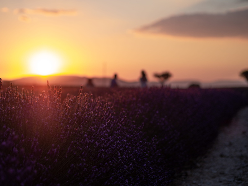lavende, land, france, valansole, sunset, provance, flower, lavand, lavande fields, beauty in nature, purple, violette, tranquility, plant, lavender fields