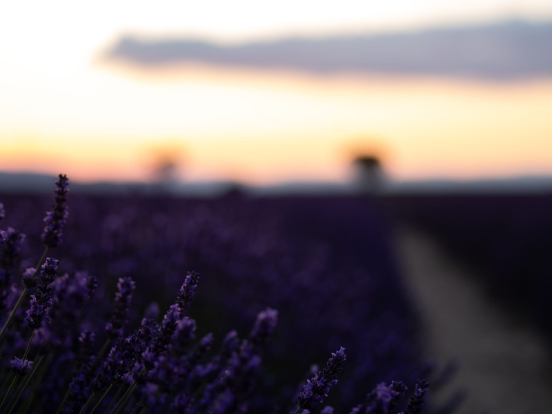 plant, flowering plant, beauty in nature, violeté, land, sunshine, growth, purple, agriculture, lavender fields, springtime, sunset, alpes, violette, selective focus