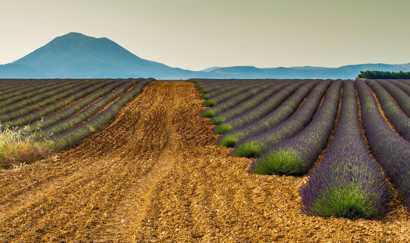 lilac, 2K, france, mauve, pathway, brown, provence, beautiful, plants, purp, field, flowers, fields, lavendar, french, rural, lavender, scent