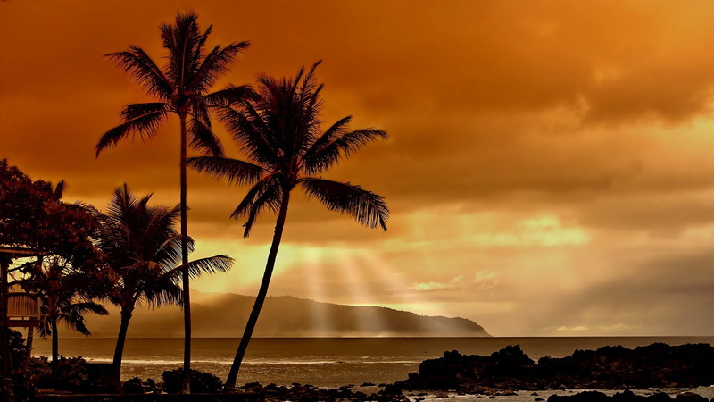 coconut palm tree, scenics - nature, sunset, tranquil scene, palm trees, orange color, beauty in nature, 1080P, cloud - sky, tropical climate, palm tree