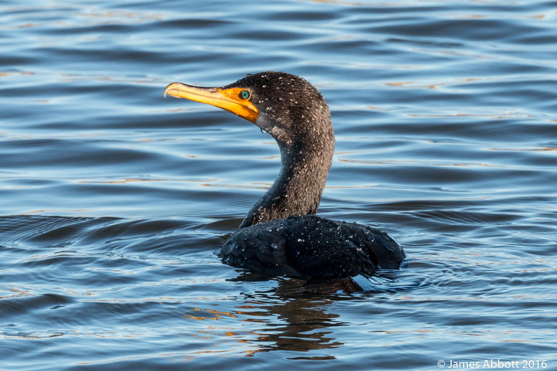 CA, wildlife, Double-crested Cormorant, black duck, animal, black, 70D, Tamron, British Columbia, duck, Canada, Canon, LR, body, 1080P, Surrey, Phalacrocorax auritus