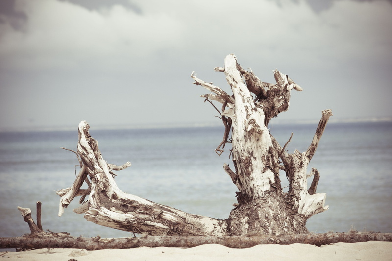 horizon over water, no people, beauty in nature, outdoors, tranquility, sky, cold temperature, focus on foreground, driftwood, île de ré, sea, day, scenics - nature