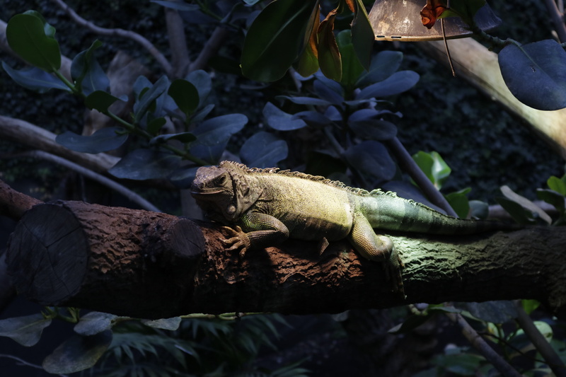 vertebrate, rock, leaf, tree, iguana, plant part, île de bercy, reptile, plant, animal themes, animal, no people, lizard, solid, animals, branch, rock - object
