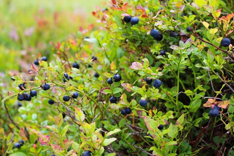 dessert, freshness, breakfast, leaf, outdoor, ripe, natural, blueberry smoothie, winemaking, forest, summer, land, 5K, nutrition, agriculture, black, norwegian