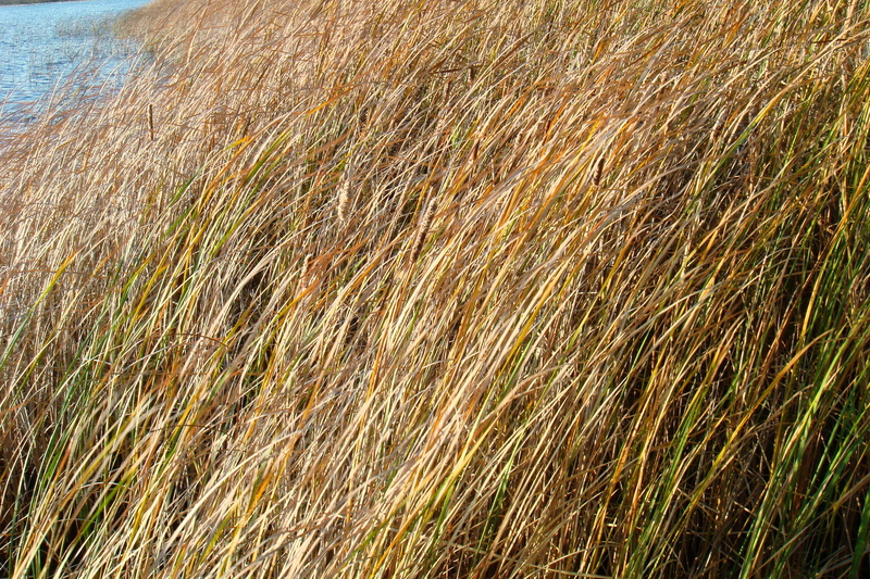 sunlight, Autumn, field, agriculture, no people, Rushes, brown, reeds, shore, beauty in nature, cereal plant, orange, Water, water, Lake, grass, outdoors