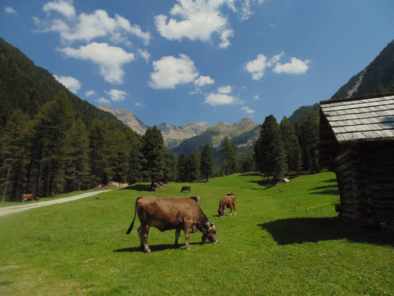 domestic animals, domestic, beauty in nature, holiday, summer, nature, livestock, animal, blue, Cows, animal themes, Prato, no people, background clouds