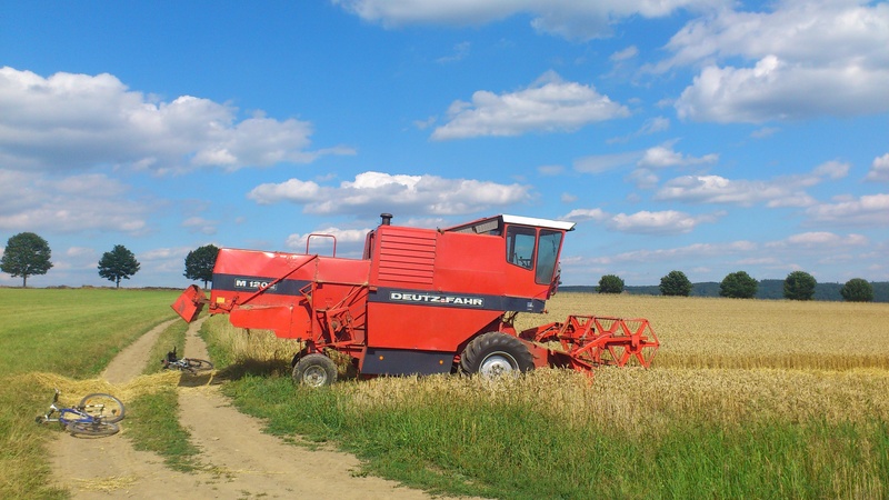 plant, cloud, grain, gold, mood, spike, wide, landscape, field, ear, land vehicle, harvest, ripe, august, westerwald, food, cornfield, combine harvester