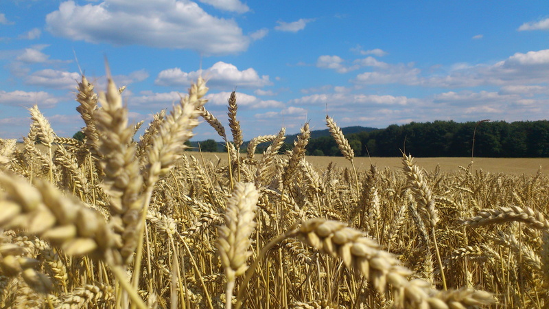 westerwald, cereal plant, rural scene, cereals, no people, scenic, 2K, landscape, agriculture, beauty in nature, rye - grain, plant, arable, midsummer