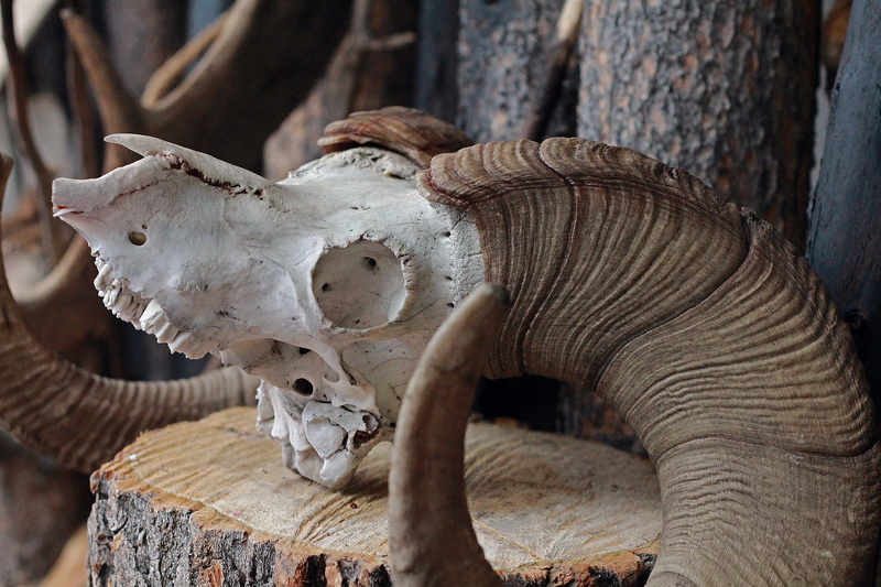 ram, animal wildlife, close-up, focus on foreground, representation, skeleton, 5K, animal teeth, animal representation, animal skull, skull, cave and basin national historic site