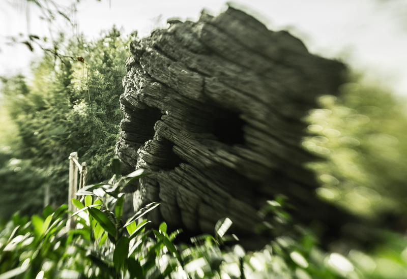 nature, tree, outdoors, tranquility, rock, growth, wood, disney, beauty in nature, bird, slate, vegetation, abies, gray, 4K, textured, day, leaf, hole