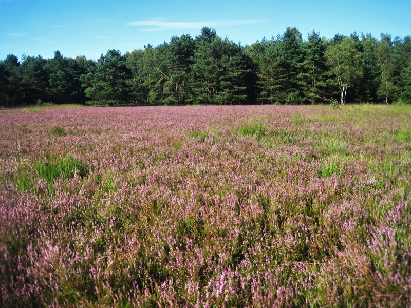 tree, pink, sky, summer, away, blue, meadow, 2K, day, nature, agriculture, field, august, flowering plant, freshness, grass, environment, springtime, tranquility