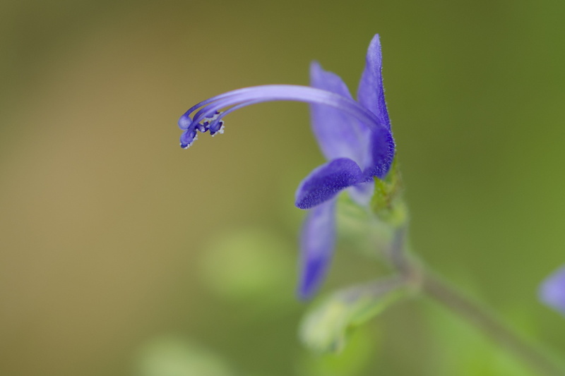 flower head, august, purple, beauty in nature, flower, no people, dew, fragility, vulnerability, wildflower, nature, iris - plant, flowering plant, 2K
