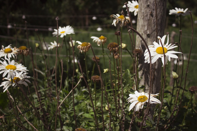flower, 4K, landscape, yellow, vulnerability, inflorescence, naturaleza, flores, white color, beauty in nature, nature, flower head, flowers, beside, no people