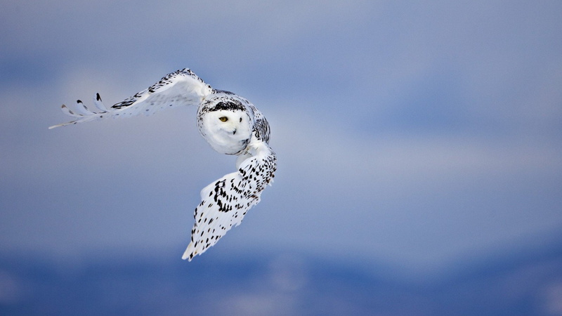 jumping, motion, falcon - bird, one animal, animal, animal body part, bird, flying, owl, 1080P, sky, Blanco, spread wings, no people, vertebrate, Rapaz