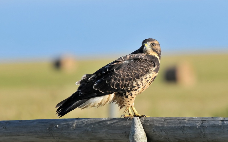 focus on foreground, boundary, post, bird, Aninal, 1080P, animal themes, nature, wood - material, Ave, vertebrate, animals in the wild, halcon, bird of prey