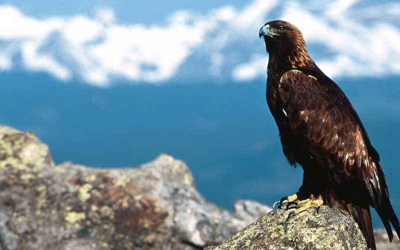 water, focus on foreground, bird of prey, gavilan, animal, solid, eagle, no people, Ave, day, sky, one animal, Rapaz, animal themes, 1080P, vertebrate